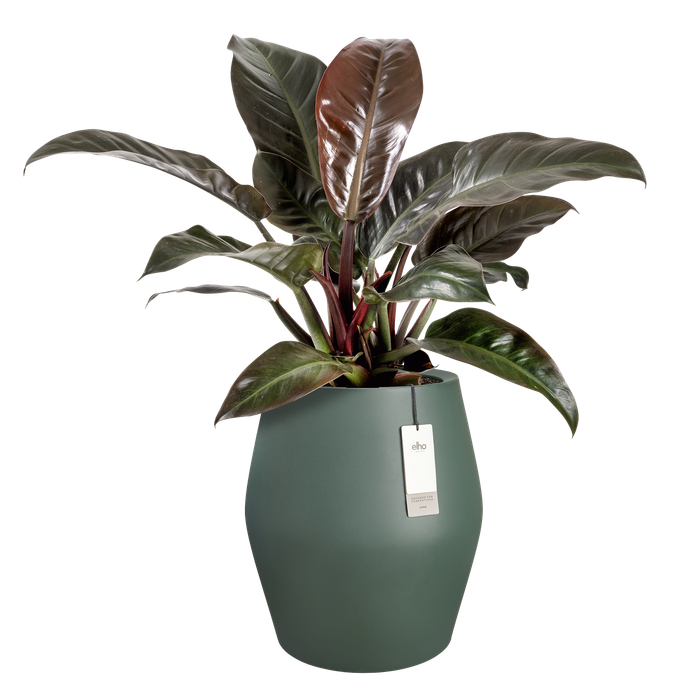 june split high 46cm verde esmeralda